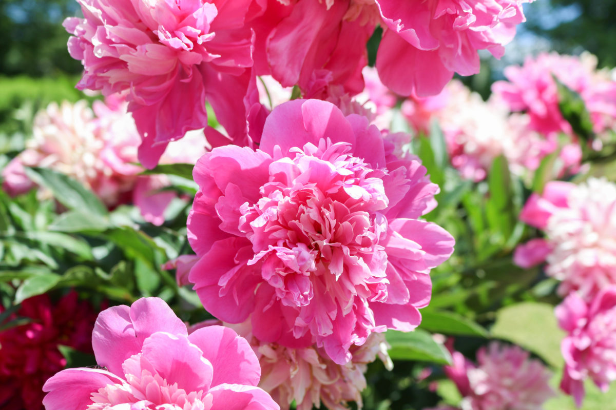 lincoln-family-peonies-12